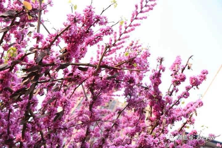 我在beat365等你(图35)