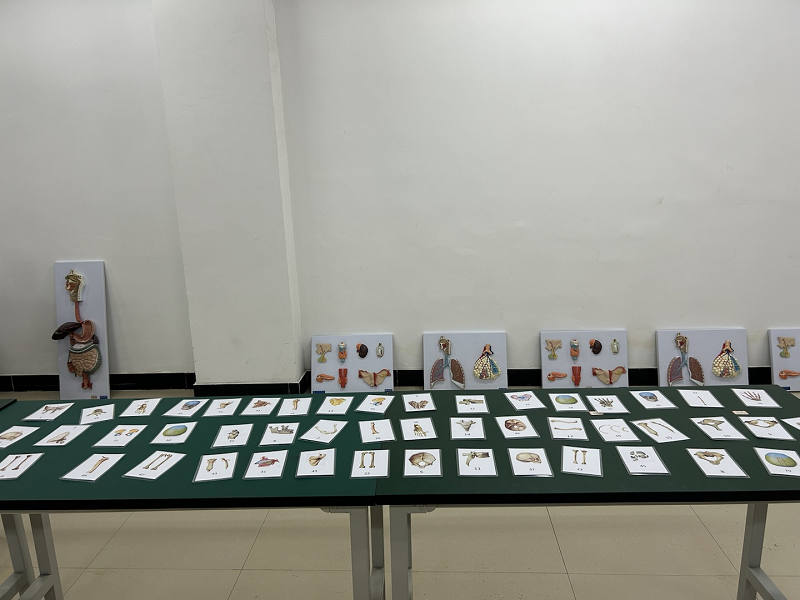 骨学之魅力·人体之桥梁——护理药学院成功举办beat365中国官方网站第一届人体骨骼辨识大赛开幕式暨初赛(图7)